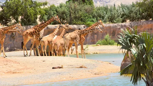 Celebrating Emirati Children's Day today, Al Ain Zoo offers free entry for children  